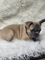 Tigger, a male French Bulldog for sale in Lebanon, MO – 5 of 5