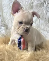 Rizo, a male French Bulldog for sale in Lebanon, MO – 4 of 7