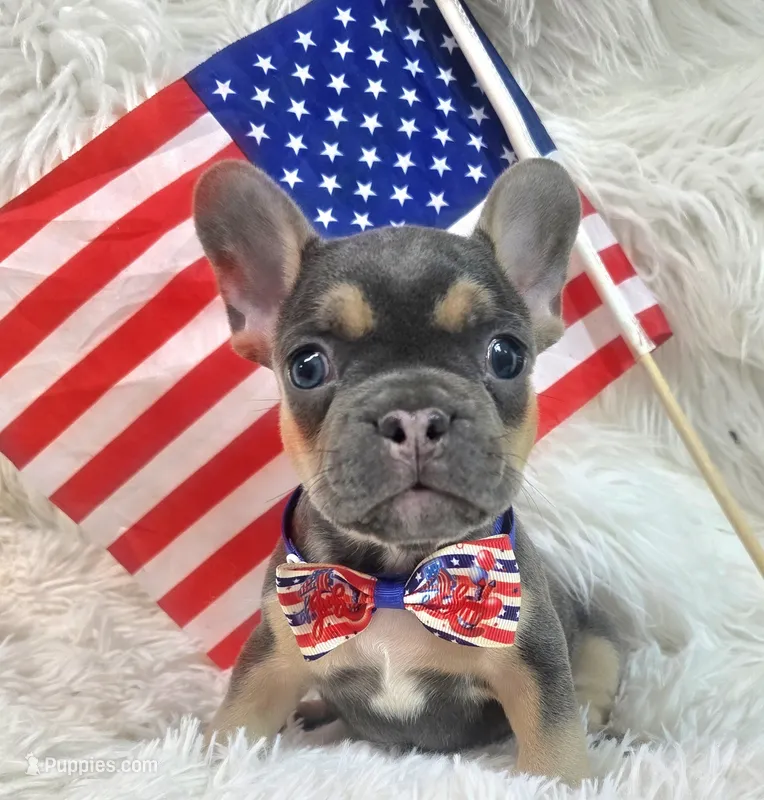Rooster – Frenchton puppy for sale in Lebanon, MO