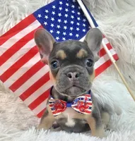 Rooster, a male Frenchton for sale in Lebanon, MO – 1 of 3
