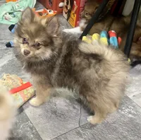 Luigi , a male Pomeranian for sale in Lebanon, MO – 5 of 8