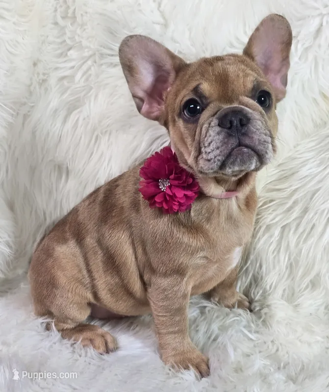 Marlow – French Bulldog puppy for sale in Lebanon, MO