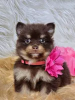 Cini Bun, a female Pomeranian for sale in Lebanon, MO – 3 of 4