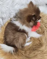 Cammie, a female Pomeranian for sale in Lebanon, MO – 5 of 5