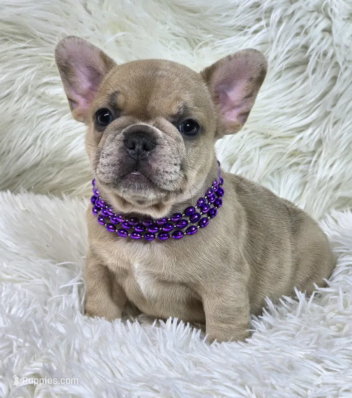 Marlow – French Bulldog puppy for sale in Lebanon, MO