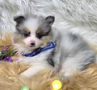 Latte, a  Pomeranian for sale in Lebanon, MO – Photo 1 of 4