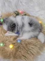 Latte, a  Pomeranian for sale in Lebanon, MO – Photo 3 of 4