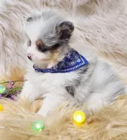 Latte, a  Pomeranian for sale in Lebanon, MO – Photo 4 of 4