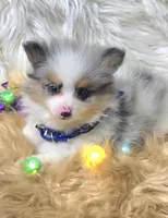 Latte, a  Pomeranian for sale in Lebanon, MO – Photo 2 of 4