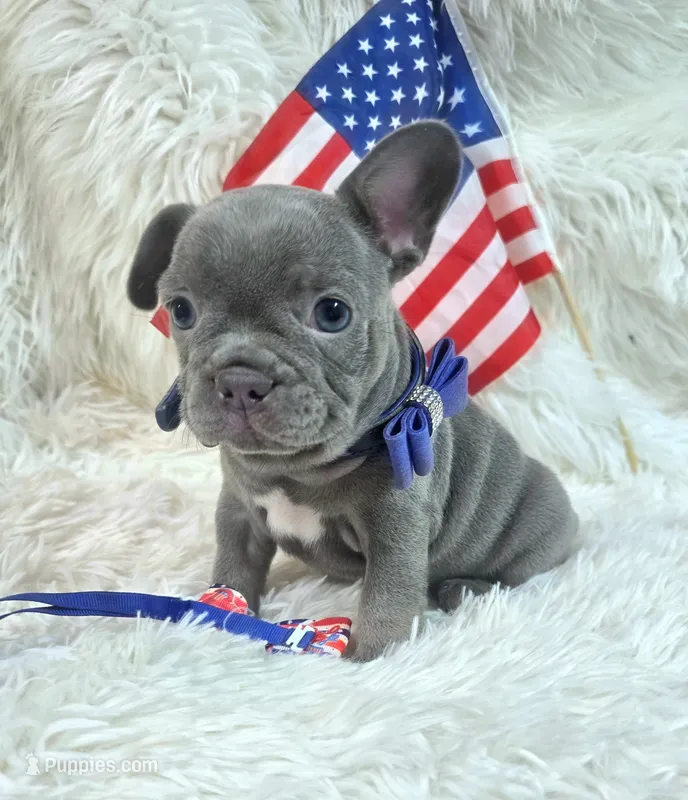 Goose – Frenchton puppy for sale in Lebanon, MO