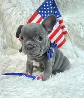 Goose, a male Frenchton for sale in Lebanon, MO – 1 of 4