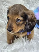 Patrick , a male Miniature Dachshund for sale in Lebanon, MO – 3 of 3