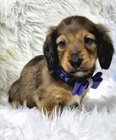 Patrick , a male Miniature Dachshund for sale in Lebanon, MO – 1 of 3