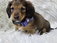 Patrick , a male Miniature Dachshund for sale in Lebanon, MO – 2 of 3