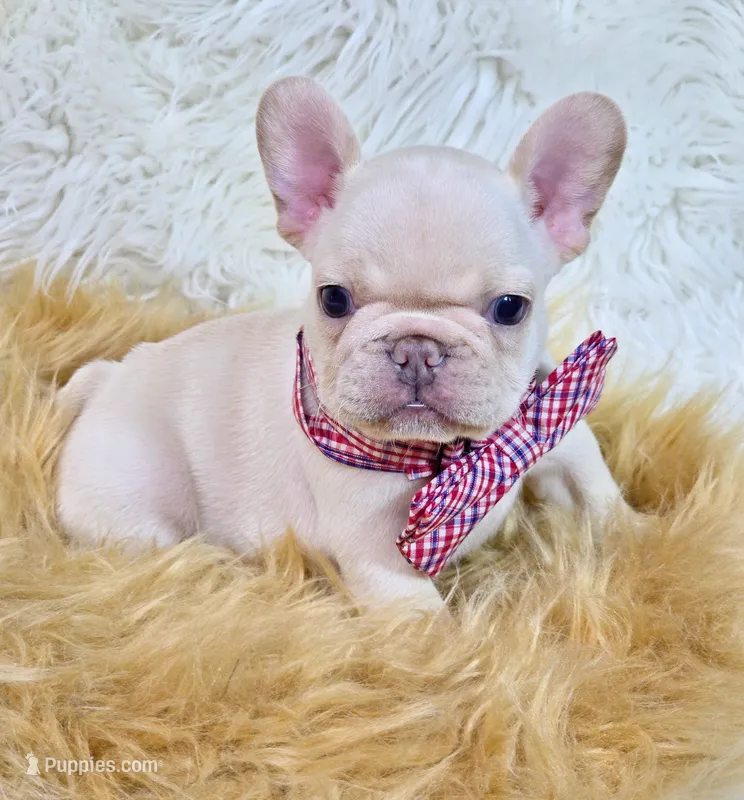 Kilo – French Bulldog puppy for sale in Lebanon, MO