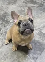 Tigger, a male French Bulldog for sale in Lebanon, MO – 4 of 9