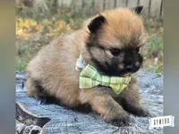 Orangy B, a male Pomeranian for sale in Lebanon, MO – 4 of 5