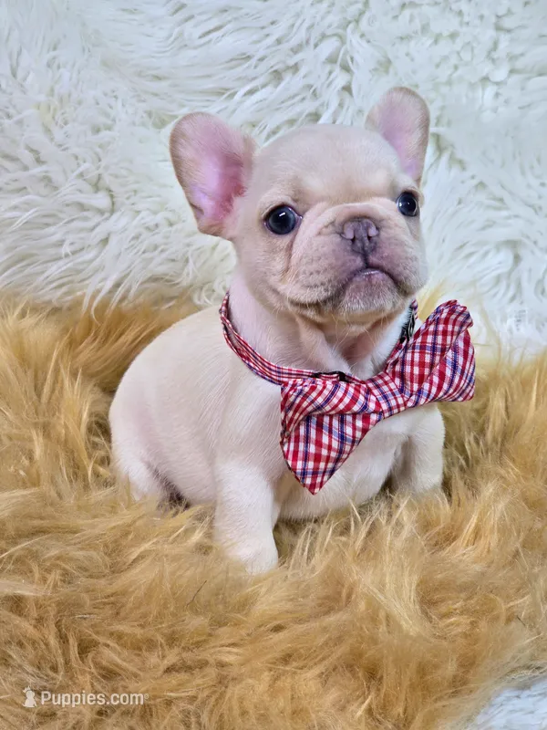 Kilo – French Bulldog puppy for sale in Lebanon, MO