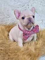 Kilo, a male French Bulldog for sale in Lebanon, MO – 1 of 4