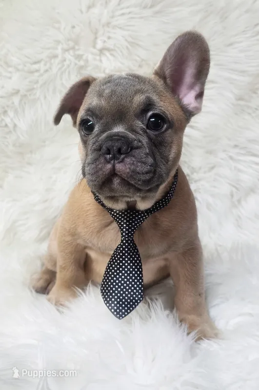 Tigger – French Bulldog puppy for sale in Lebanon, MO