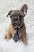 Tigger, a male French Bulldog for sale in Lebanon, MO – 1 of 5