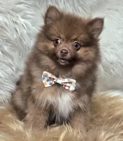 Cody, a male Pomeranian for sale in Lebanon, MO – 2 of 6