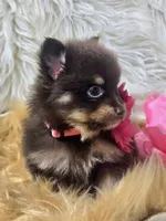 Cini Bun, a female Pomeranian for sale in Lebanon, MO – 2 of 4