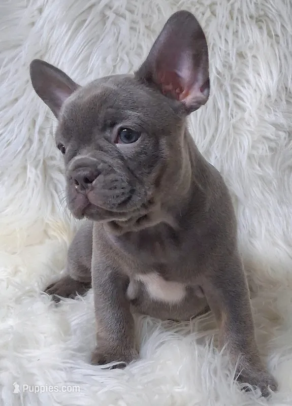 Goose – Frenchton puppy for sale in Lebanon, MO