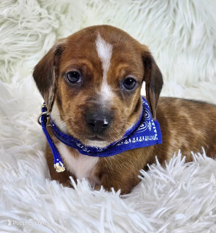 Butters – Miniature Dachshund puppy for sale in Lebanon, MO