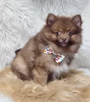 Cody, a male Pomeranian for sale in Lebanon, MO – 4 of 6