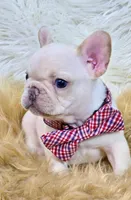 Kilo, a male French Bulldog for sale in Lebanon, MO – 4 of 4