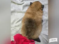 Orangy B, a male Pomeranian for sale in Lebanon, MO – 5 of 5