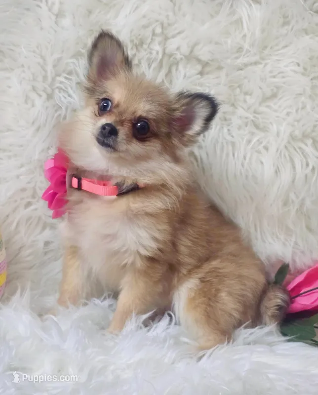 Itty Bit – Pomeranian puppy for sale in Lebanon, MO