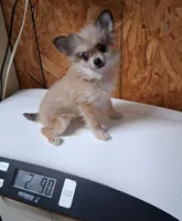 Itty Bit, a female Pomeranian for sale in Lebanon, MO – Photo 4 of 4