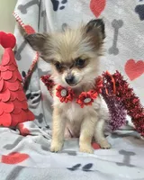 Itty Bit, a female Pomeranian for sale in Lebanon, MO – Photo 2 of 4