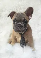 Tigger, a male French Bulldog for sale in Lebanon, MO – 2 of 5