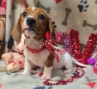 Keno, a male Miniature Dachshund for sale in Lebanon, MO – Photo 5 of 5