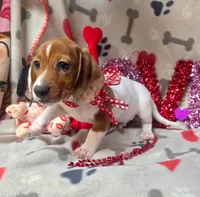 Keno, a male Miniature Dachshund for sale in Lebanon, MO – Photo 4 of 5