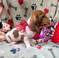 Keno, a male Miniature Dachshund for sale in Lebanon, MO – Photo 1 of 5