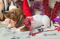 Keno, a male Miniature Dachshund for sale in Lebanon, MO – Photo 2 of 5