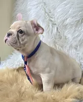 Rizo, a male French Bulldog for sale in Lebanon, MO – 3 of 7
