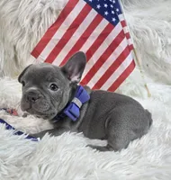 Goose, a male Frenchton for sale in Lebanon, MO – 4 of 4