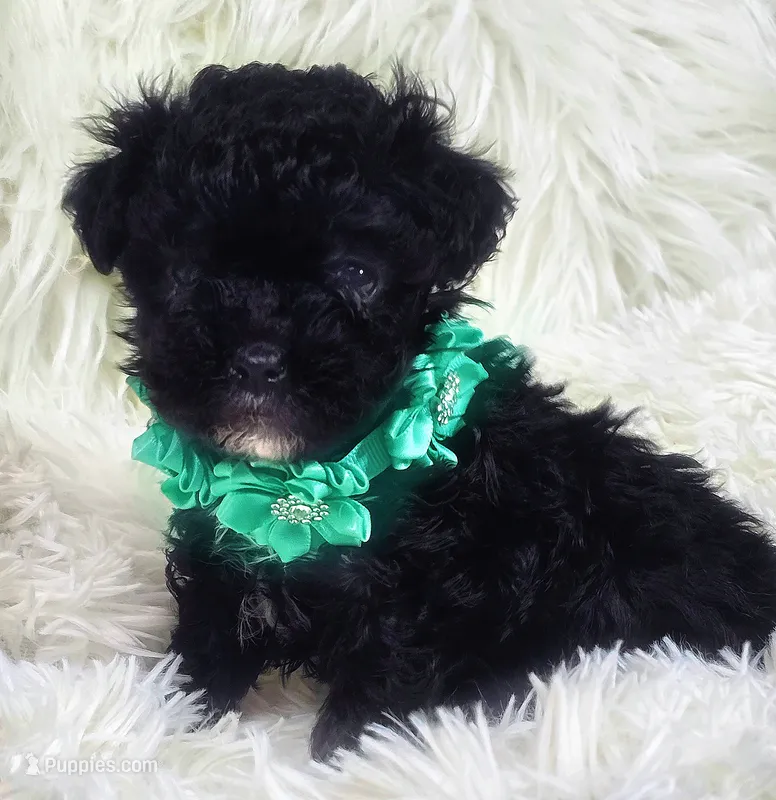 Loli – Havapoo puppy for sale in Lebanon, MO
