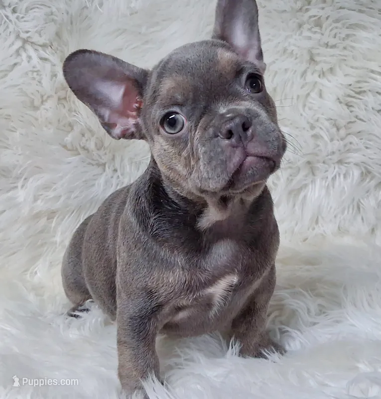 Rider – Frenchton puppy for sale in Lebanon, MO