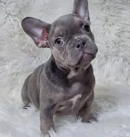 Rider, a male Frenchton for sale in Lebanon, MO – 1 of 2
