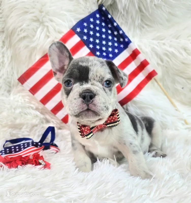 Maverick  – Frenchton puppy for sale in Lebanon, MO