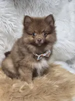 Cody, a male Pomeranian for sale in Lebanon, MO – 3 of 6