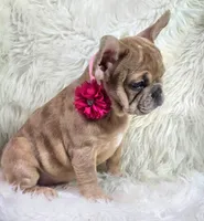 Marlow, a female French Bulldog for sale in Lebanon, MO – 3 of 8