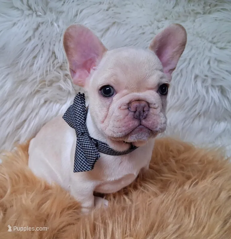 Kilo – French Bulldog puppy for sale in Lebanon, MO