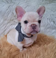 Kilo, a male French Bulldog for sale in Lebanon, MO – 1 of 5